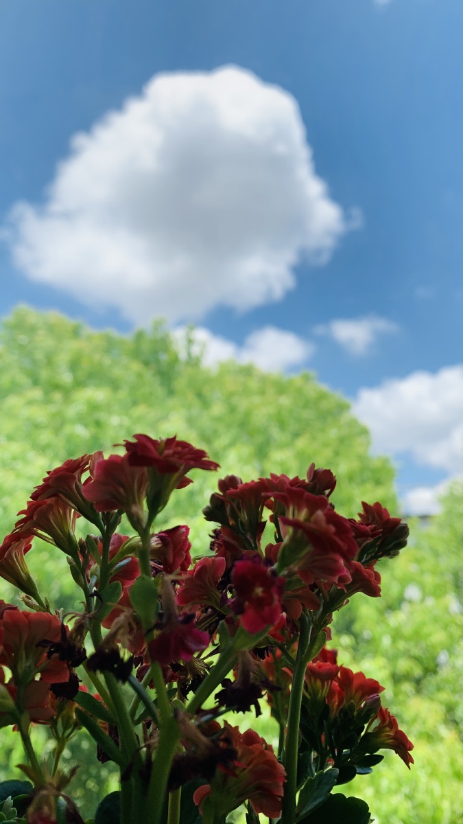 蓝天白云晴空万里绿树和花是夏天的气息