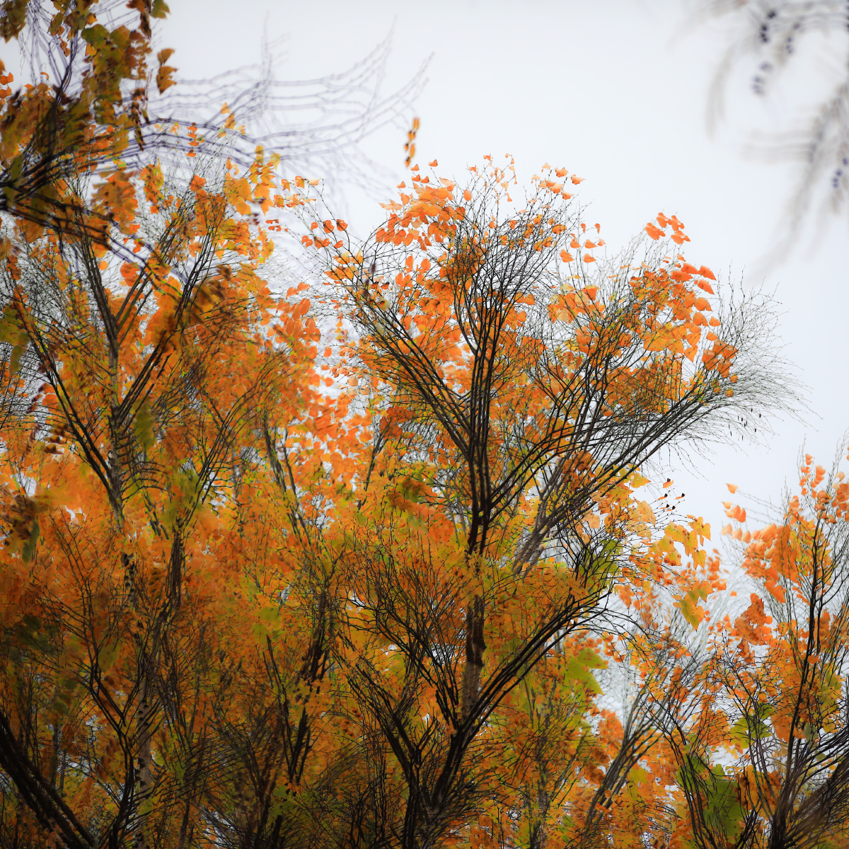 多重曝光模式下的白桦林