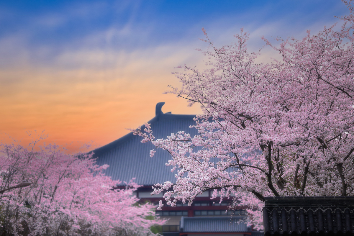 扬州鉴真图书馆樱花