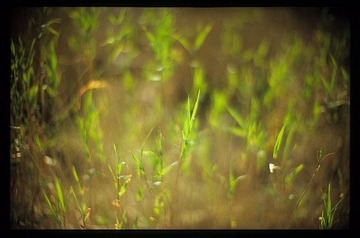 Image4_1