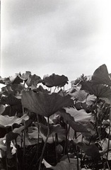 Image50
