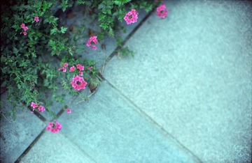 小清新