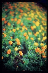 Image2