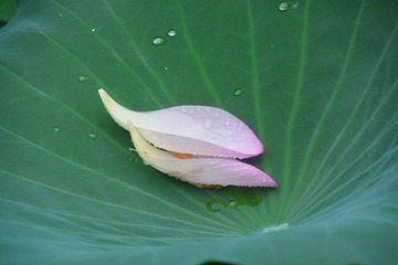162066