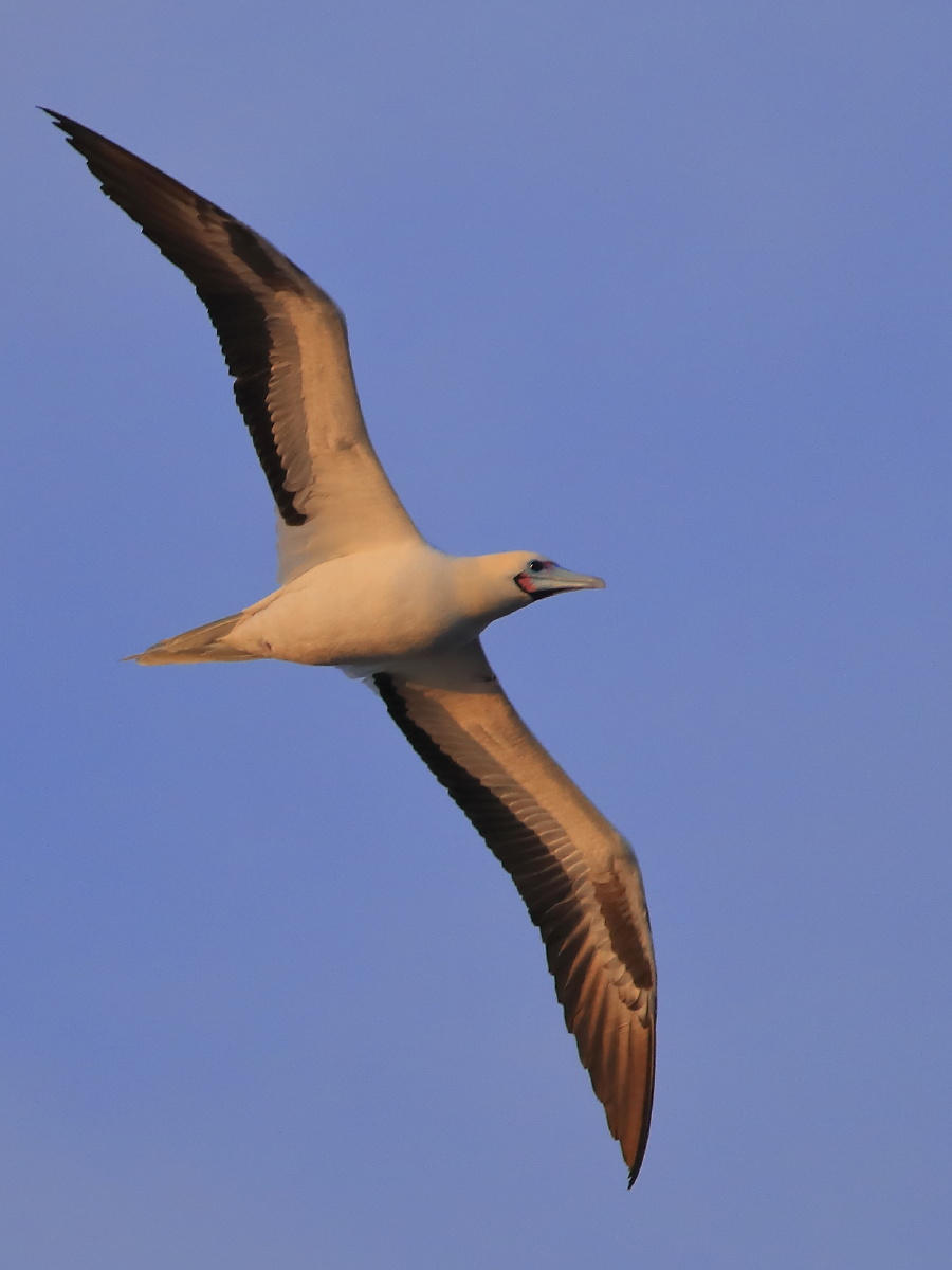 勇敢潇洒的红脚鲣鸟摄于西沙