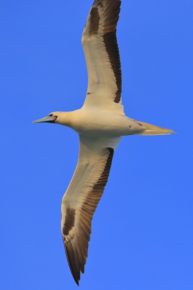 勇敢潇洒的红脚鲣鸟摄于西沙