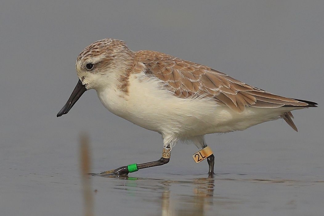 勺嘴鹬全球极危鸟不到700只每年冬天都会从遥远的北极冻原地带飞到