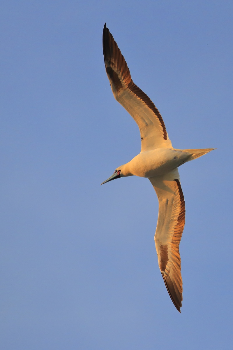 勇敢潇洒的红脚鲣鸟摄于西沙