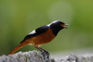 366383