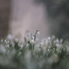 233742