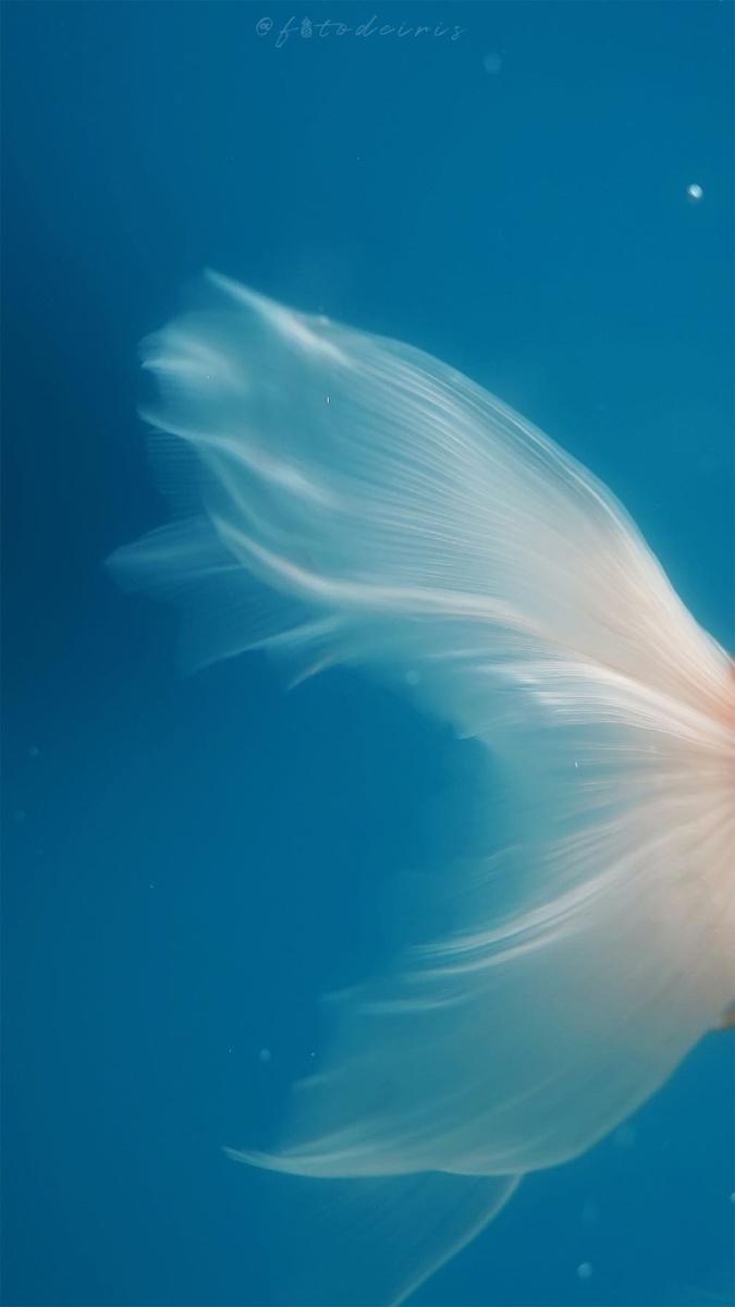 因为太过于常见而被忽略各式各样的金鱼尾在水中游走就像仙子的翅膀般