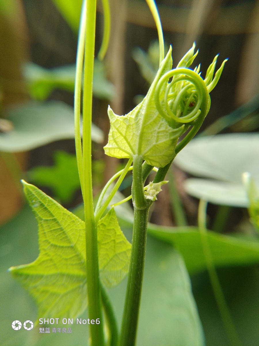 佛手瓜苗,夏天不错的汤菜.