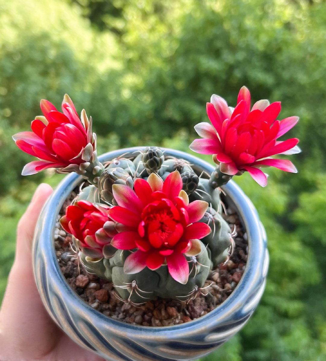 绯花玉 - 摄影师心如镜 - 图虫