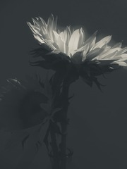 CC753B7A-A09A-4983-A724-6F02FFA5A007/L0/001