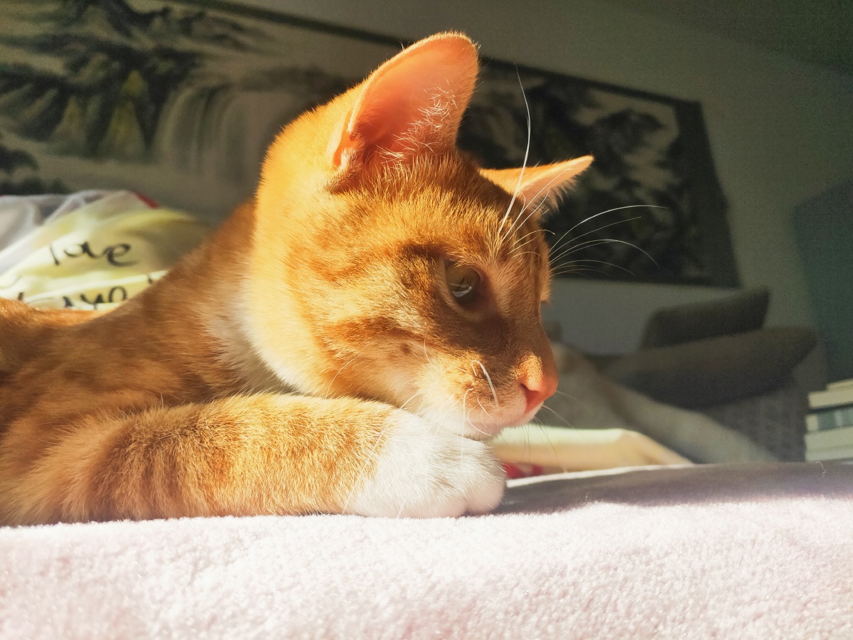 又肥又黄 @橘猫