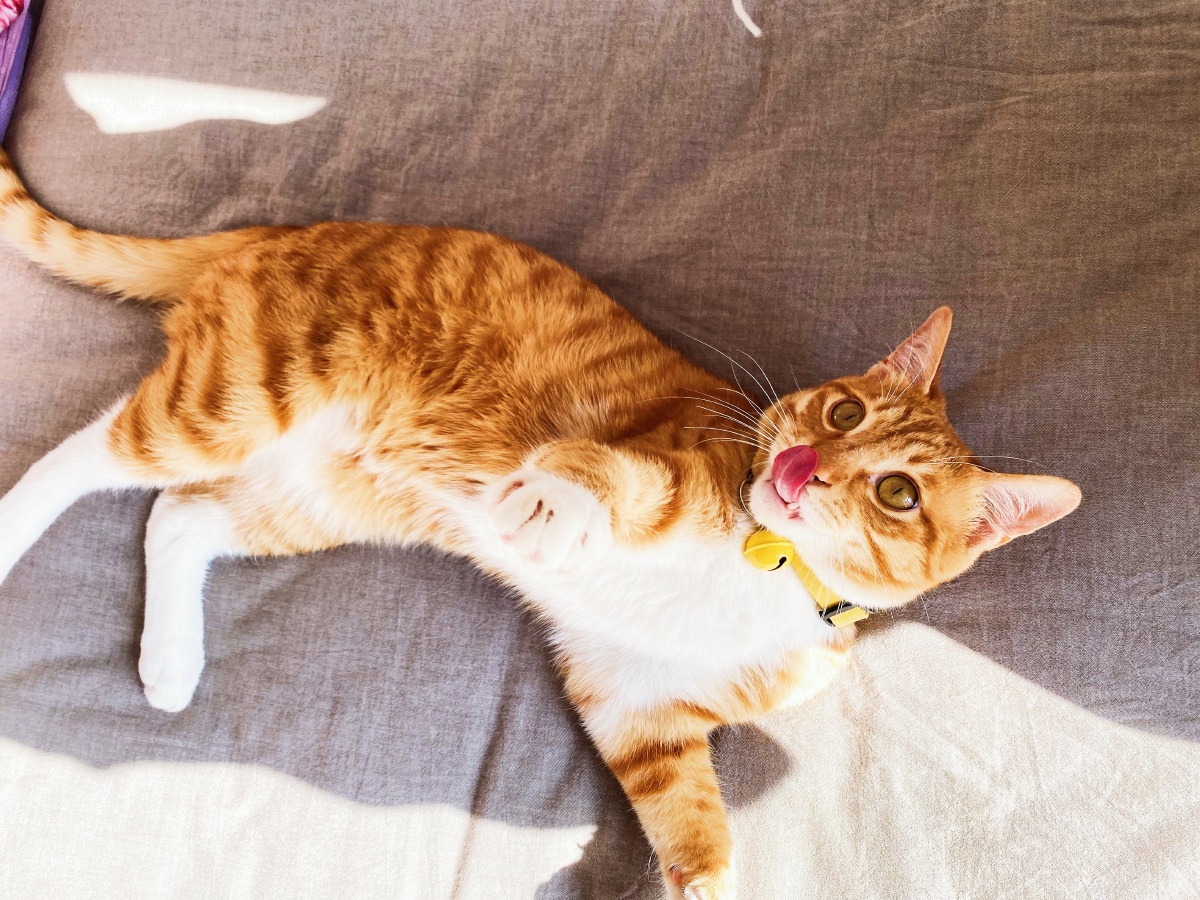 又肥又黄 @橘猫