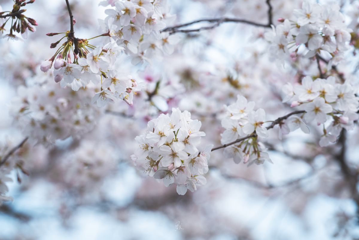 2021年的春天樱花绽放的季节