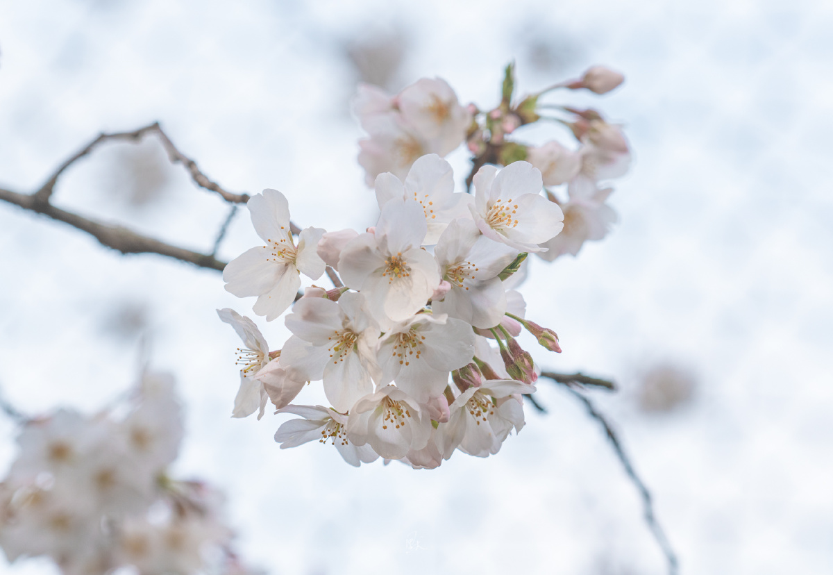 2021年的春天樱花绽放的季节