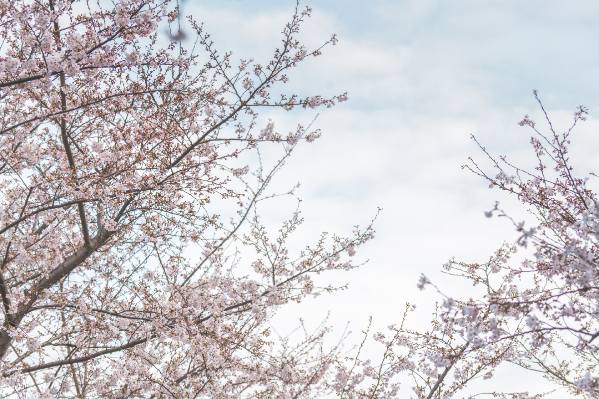 2021年的春天樱花绽放的季节