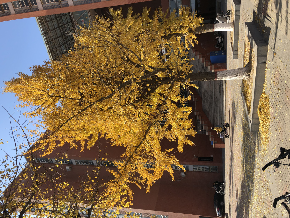 郑州大学的秋天风景