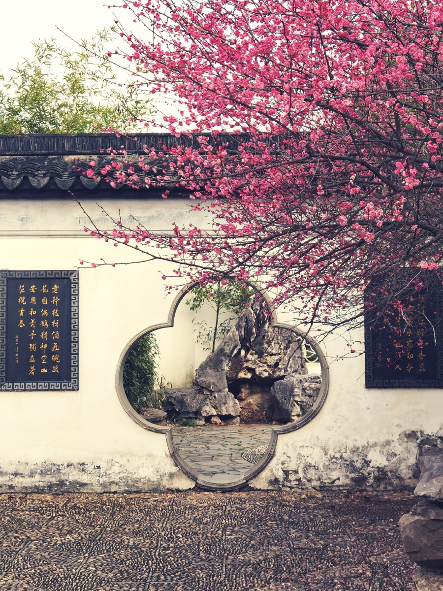 红梅报春暗香浮动摄于南昌八大山人梅园