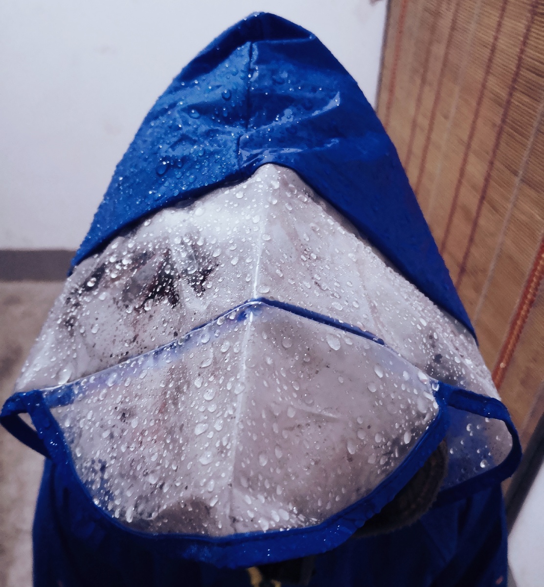 雨天日常湿漉漉水淋淋冷兮兮