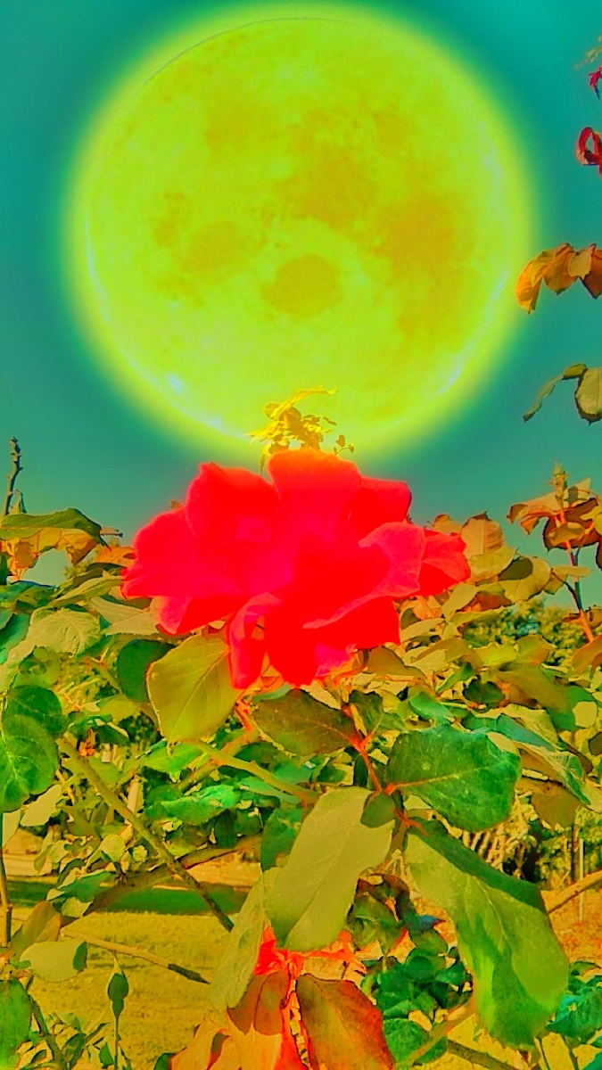 碧绿的天空下徐徐升起一巨大的娇阳把园中的花朵烤的通红通红