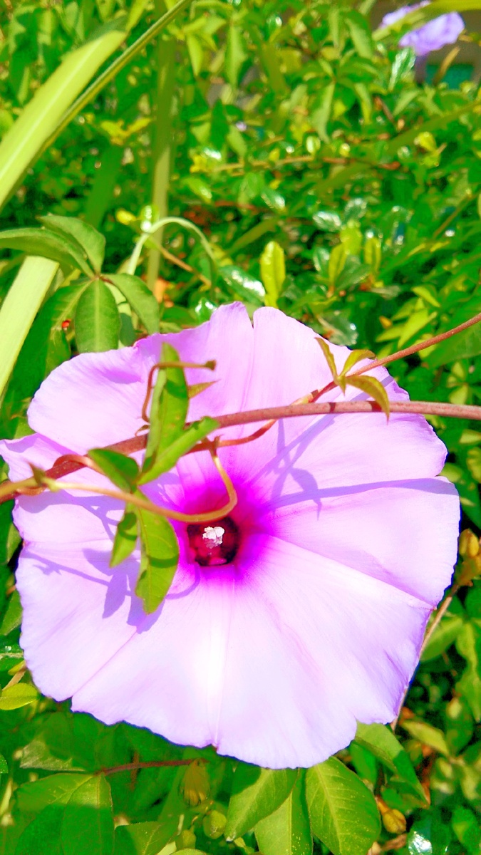 清晨的娇阳日出东山霞光万丈火红的花朵鲜艳欲滴格外迷人