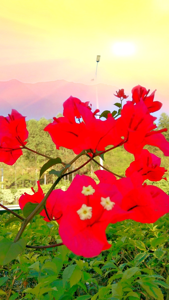 清晨的娇阳日出东山霞光万丈火红的花朵鲜艳欲滴格外迷人