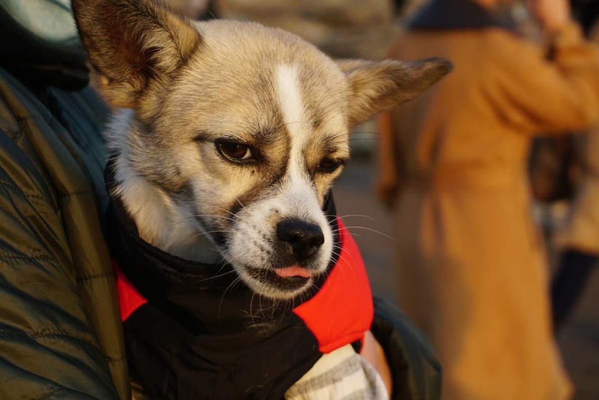 汪汪汪小狗狗能有什么坏心眼呢它只是对你不屑一顾傲娇哼