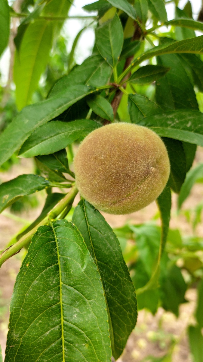 追逐一朵花开的时间等待一颗果实成熟的季节