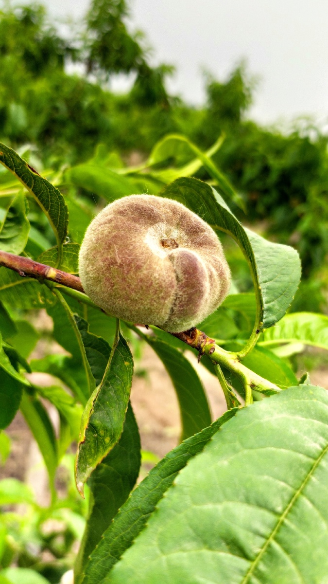 追逐一朵花开的时间等待一颗果实成熟的季节