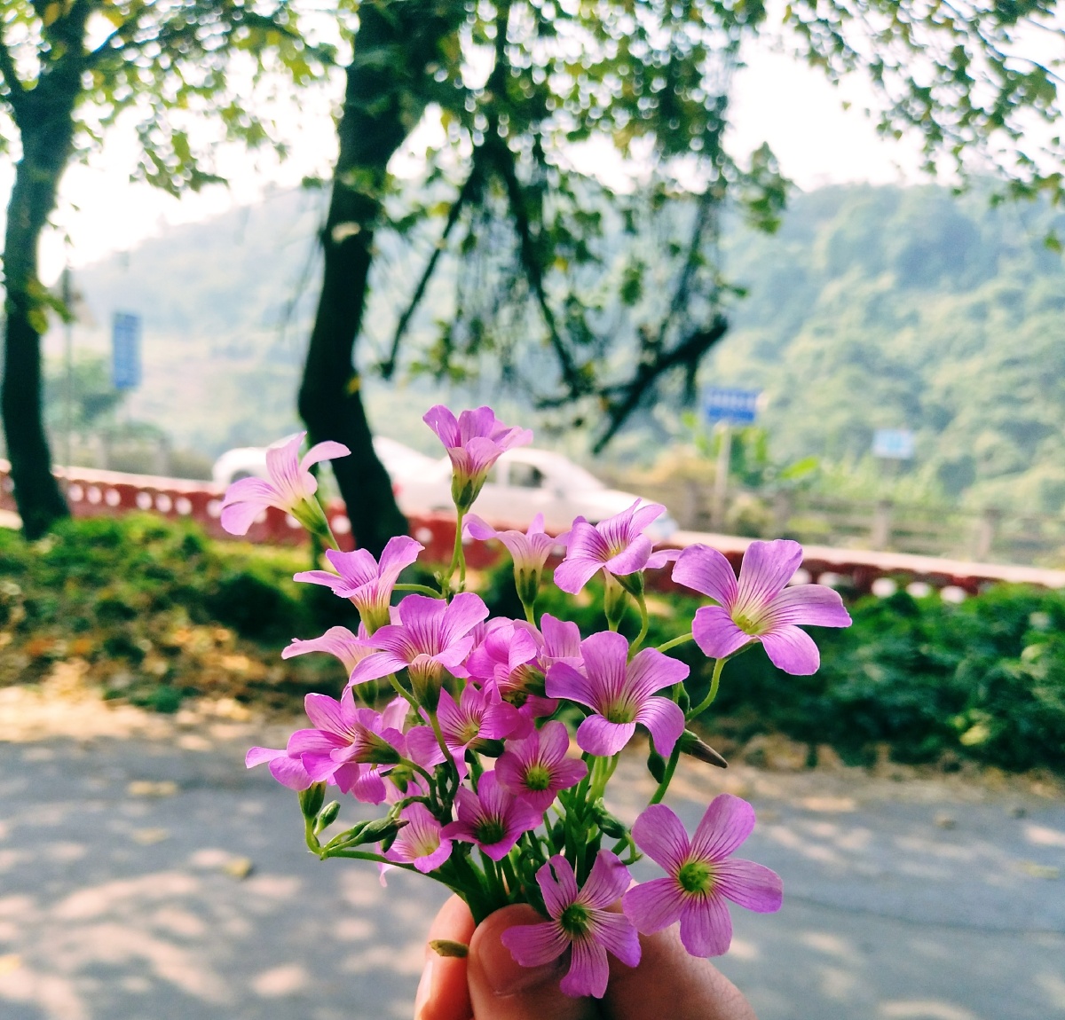阳光明媚心情好