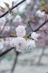 00B6A992-6CDF-4AB2-91C5-AF3CAA77D0BB/L0/001