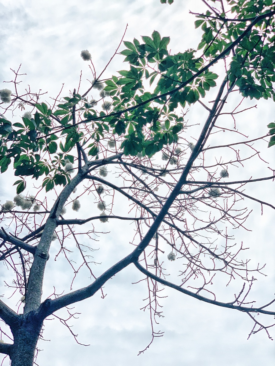 异木棉的花絮太可爱了