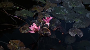 84626EAE-D45C-4C9E-B290-824A1A6745D9/L0/001