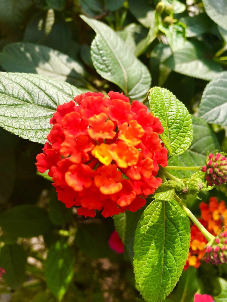 奖励一朵小红花oo