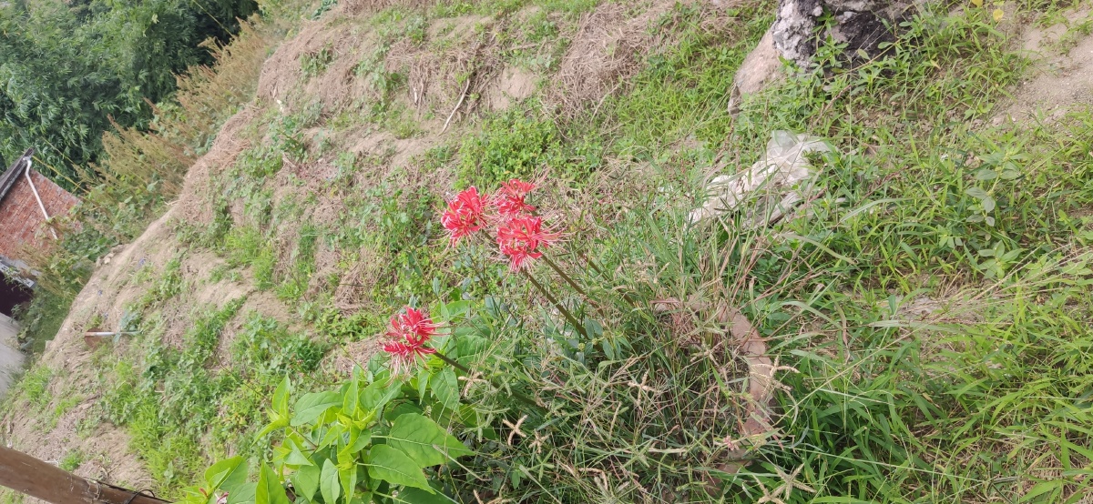 七煌宝树 - 图虫