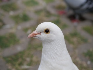 592468