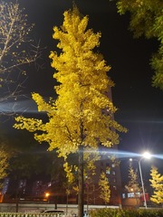 126186