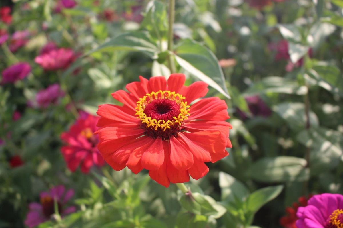 原图拍摄景物特写