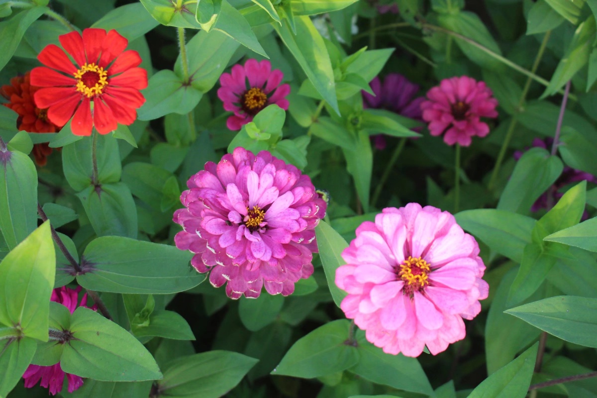 原图拍摄景物特写