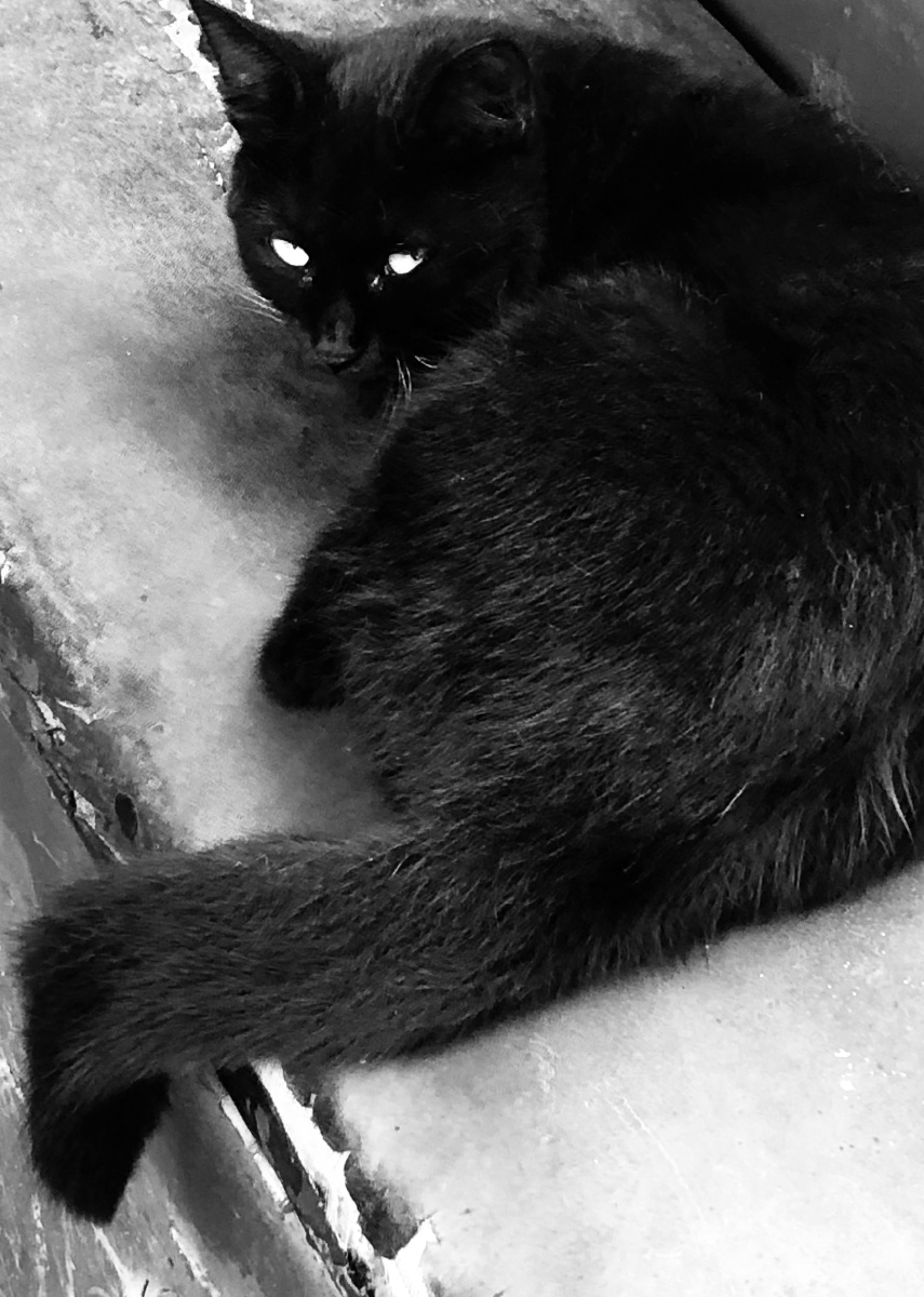 路边三轮车上趴着睡觉被吵醒的小黑猫