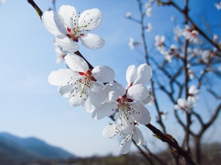 4338CA74-4B3C-43E6-B77C-8C50276E89FC/L0/001
