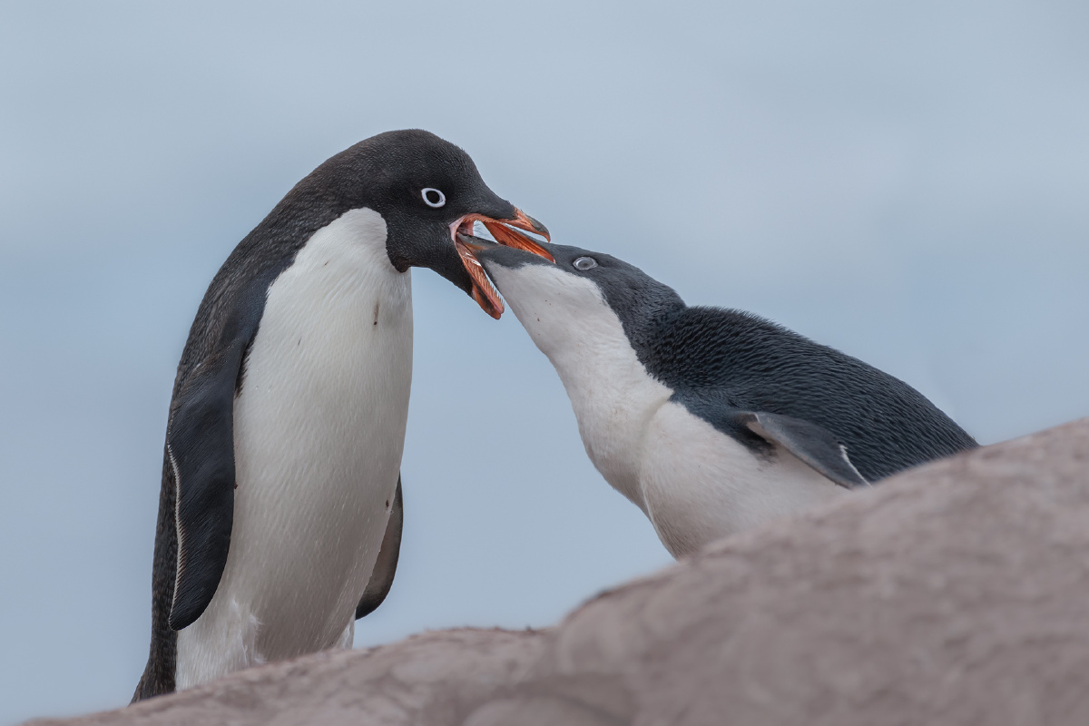 阿德利企鹅妈妈喂宝宝
