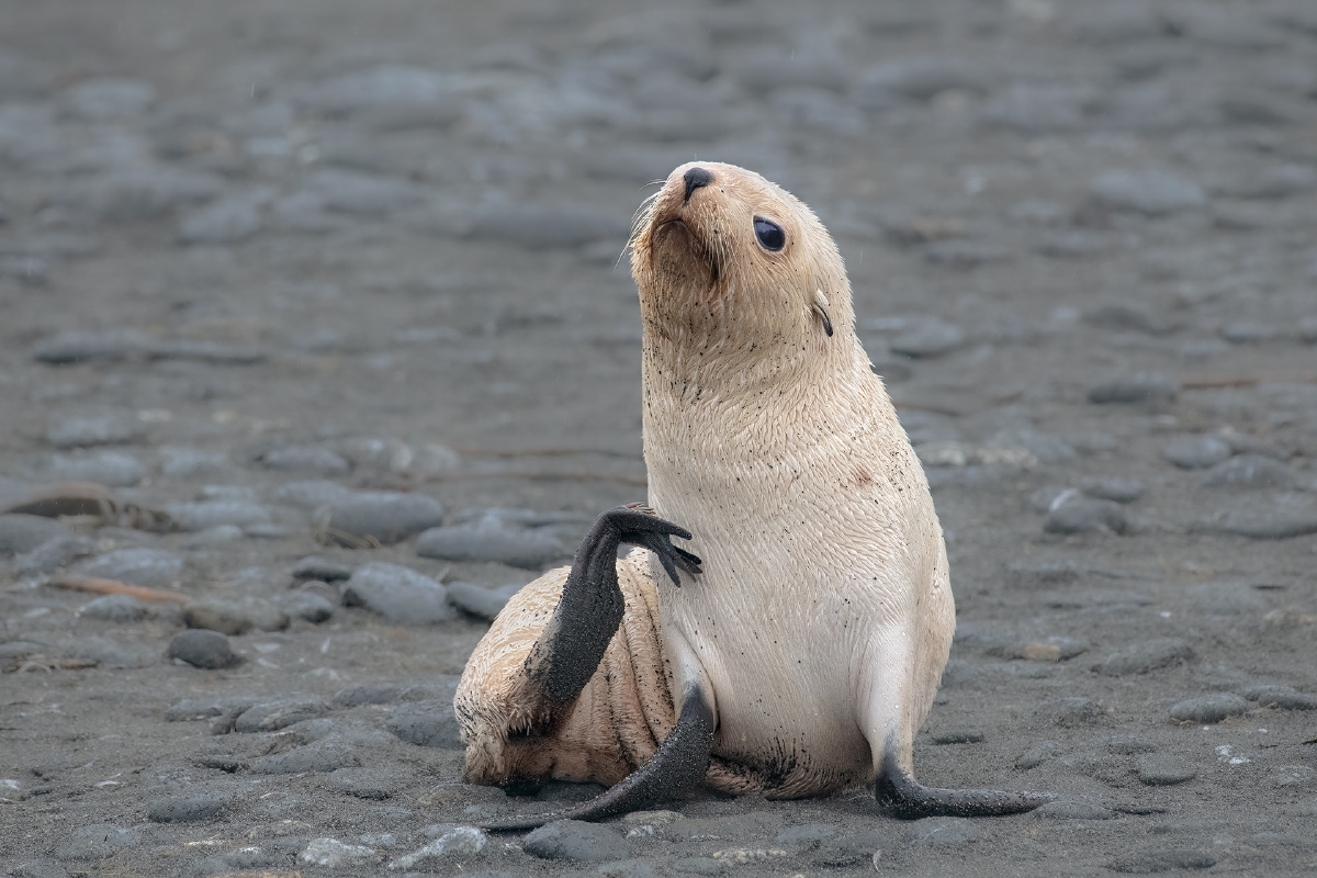 南极浅化种毛海豹