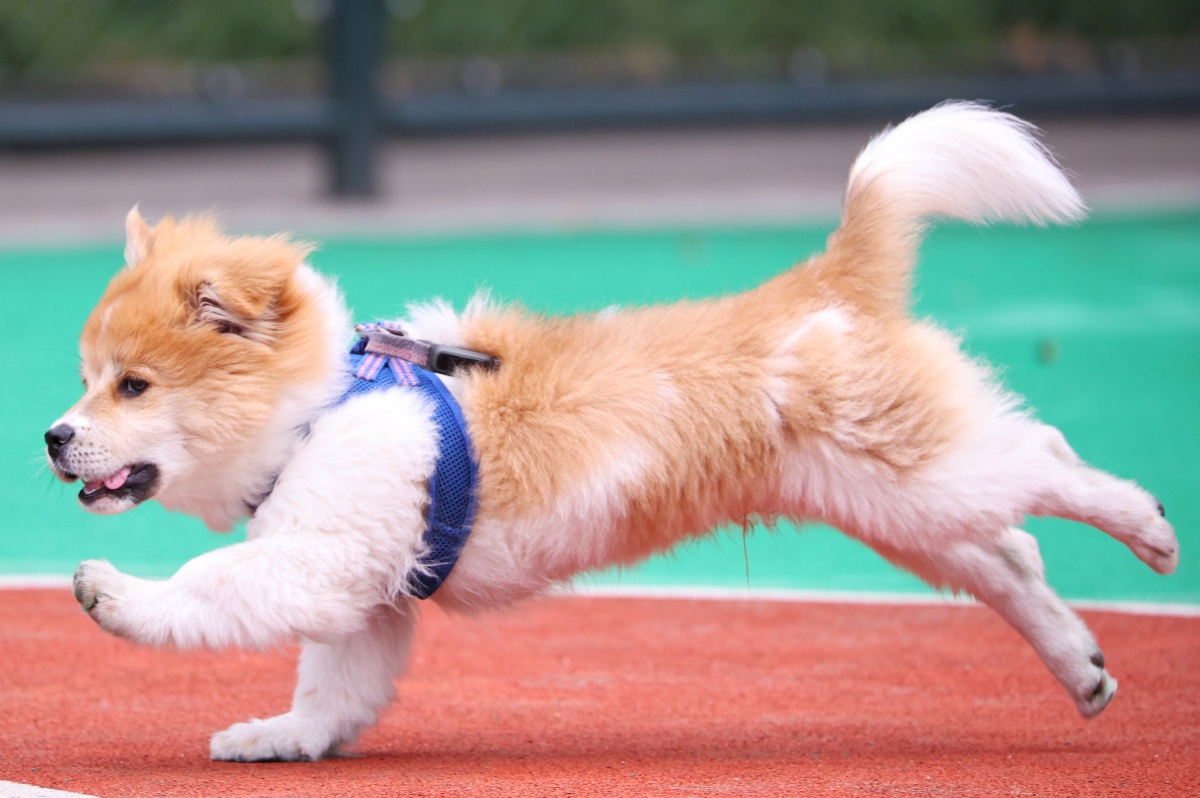 宠物狗中华田园犬可爱狗狗萌宠