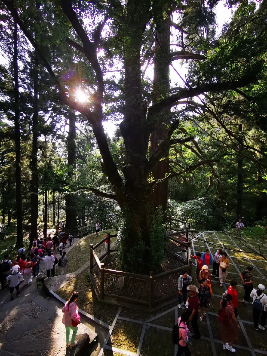 三宝树庐山