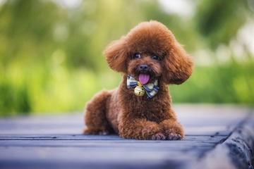 _DSC8675