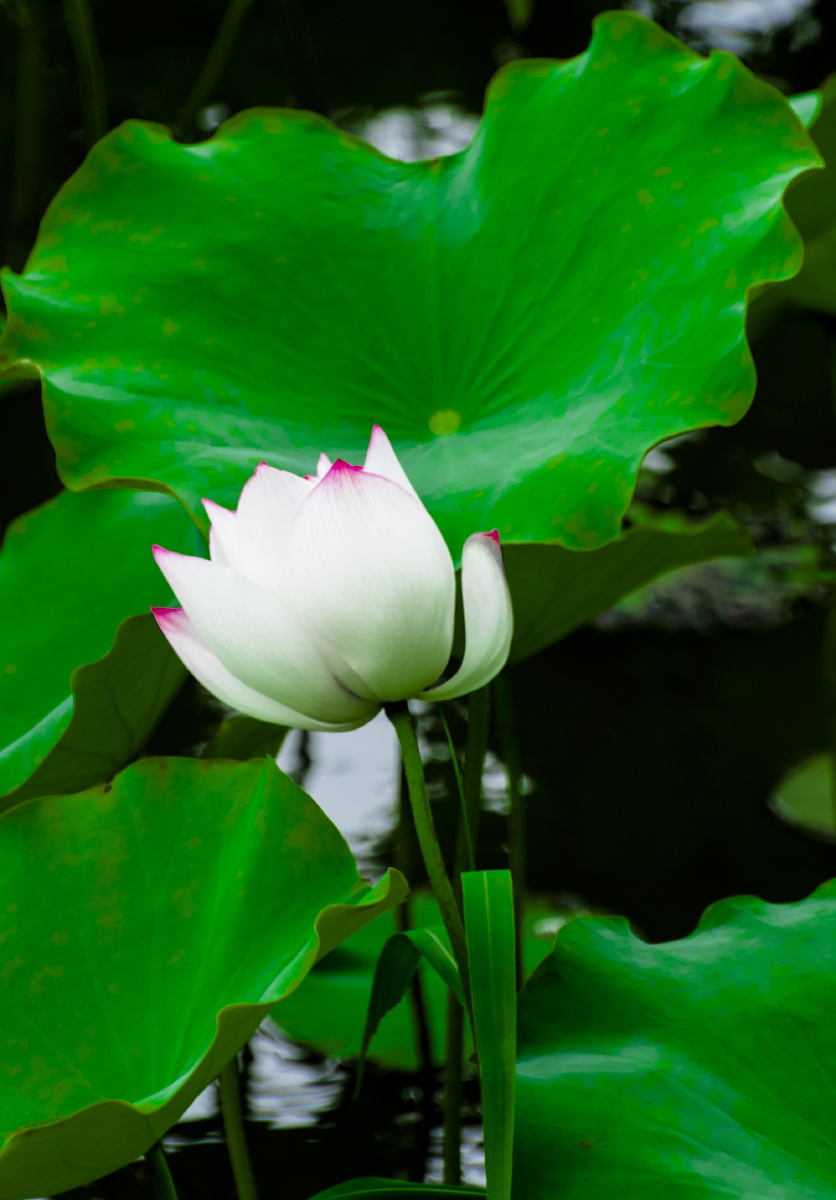 阅读704                好像远关注 12 打开微信